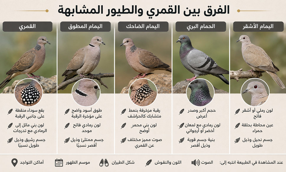 الفرق بين القمري والطيور المشابهة
